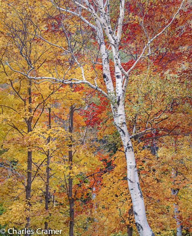 Cramer_Diagonal_Autumn_NH