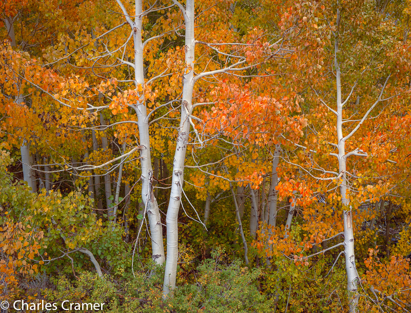 Cramer_Three Aspen_Autumn