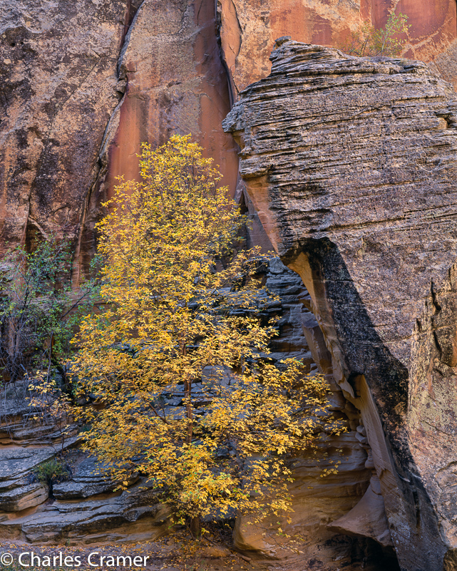 Cramer_YellowCottonwood_Utah