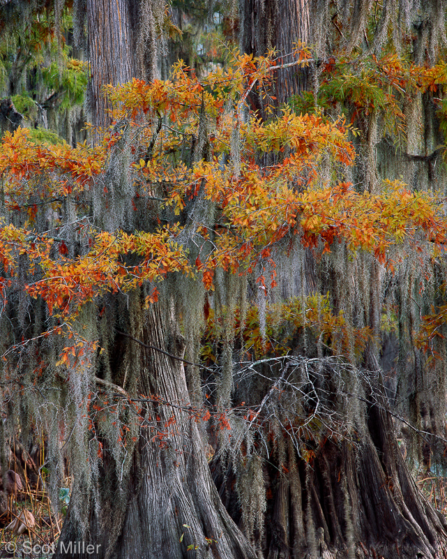 1414ScotMiller_Caddo_Fall_Leaves