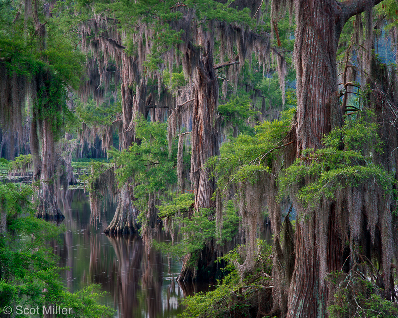 1454ScotMiller_Caddo_Spring_trees