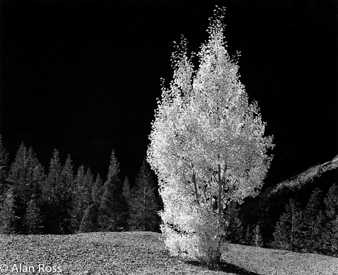 A_Ross_Aspen Ouray