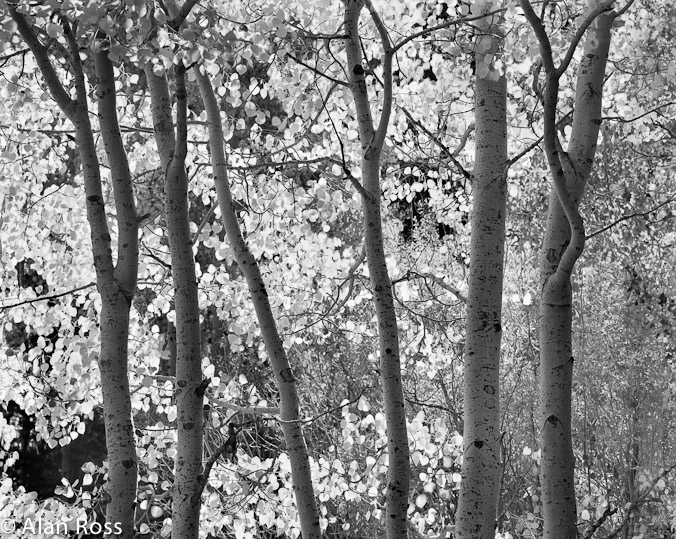 A_Ross_Aspens Tioga Cyn