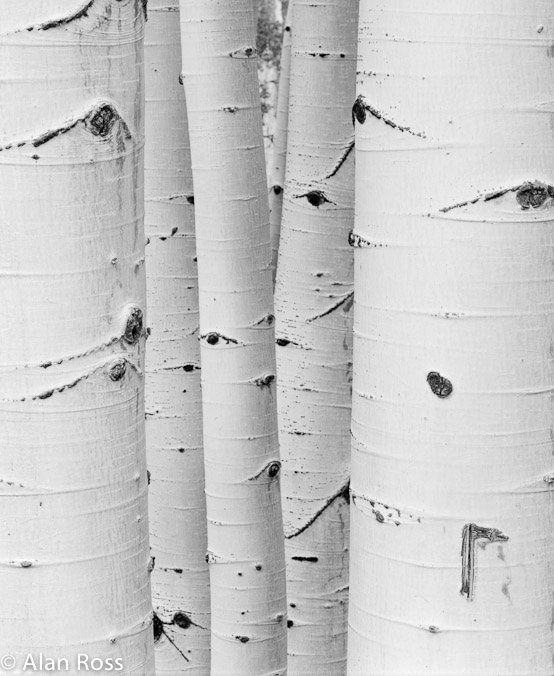 A_Ross_Aspens Utah