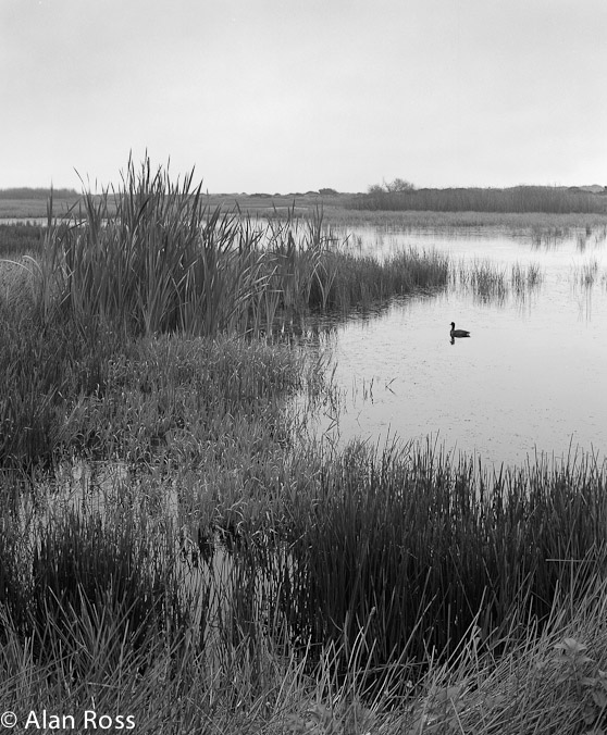 A_Ross_Fresh Water Marsh