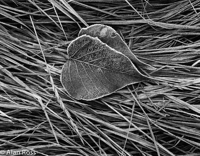 A_Ross_Frosted Leaves