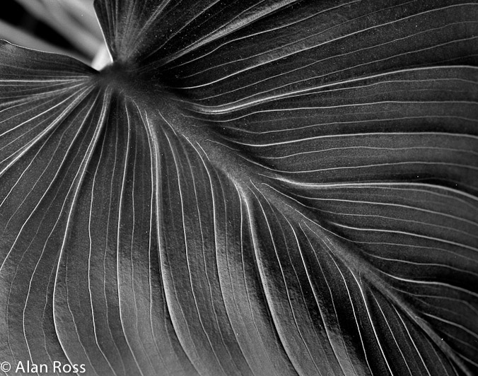 A_Ross_Leaf Detail