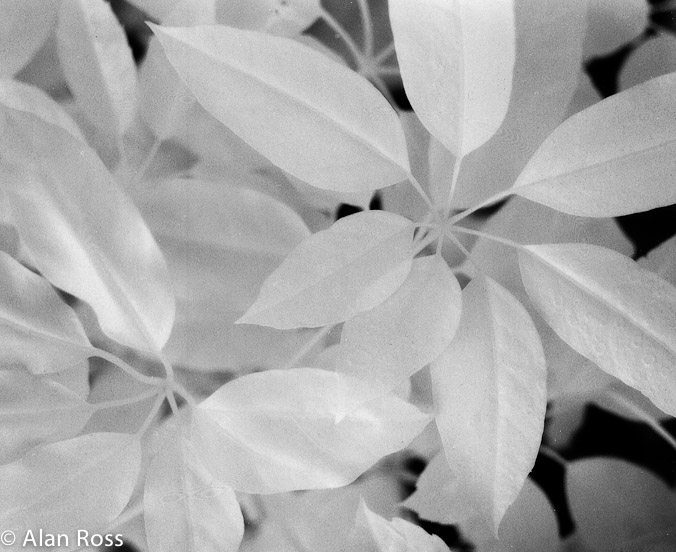 A_Ross_Leaves infrared