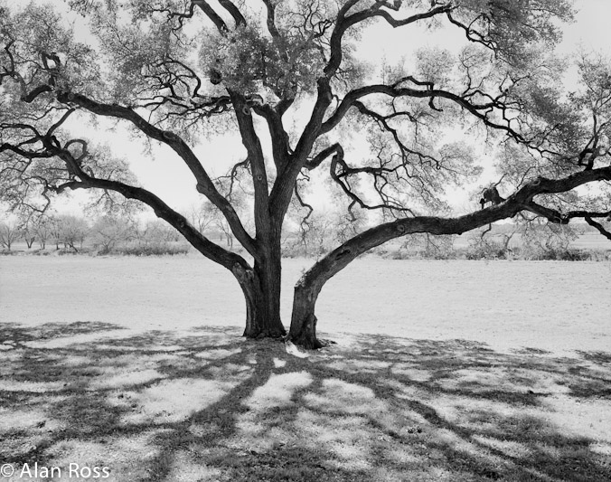 A_Ross_Oaks and Shadows