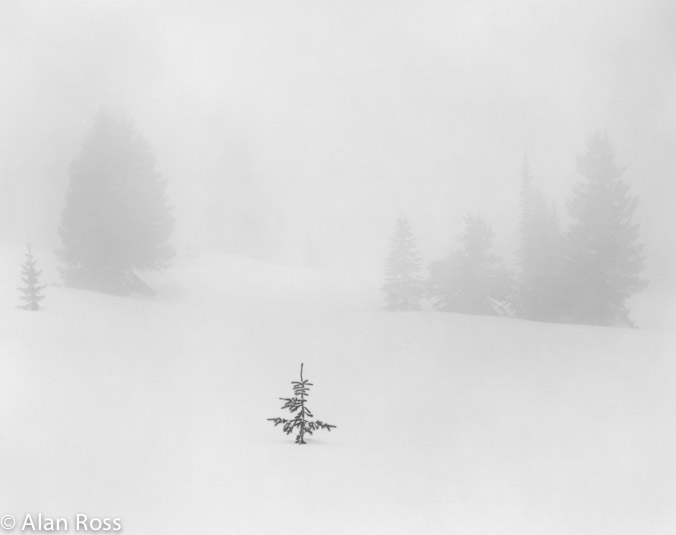 A_Ross_Sapling in Snow