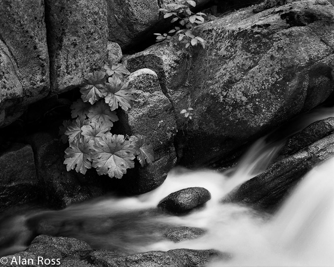 A_Ross_Streamside Tamarack Creek