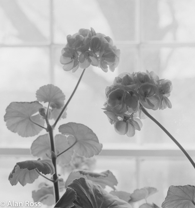 A_Ross_Two Geraniums bw