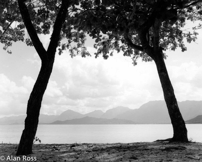 A_Ross_Two trees, Hawaii
