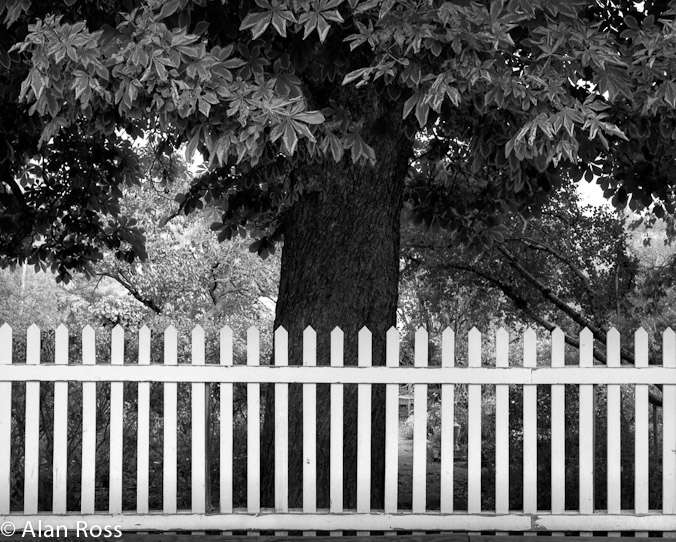 A_Ross_White Fence and Tree Cyn Rd
