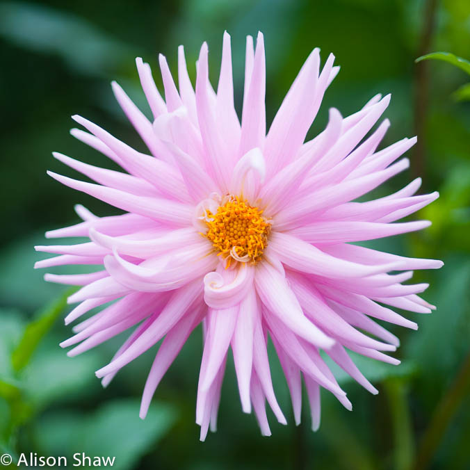 Dahlia2009-2351