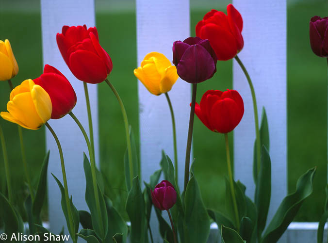Tulips10