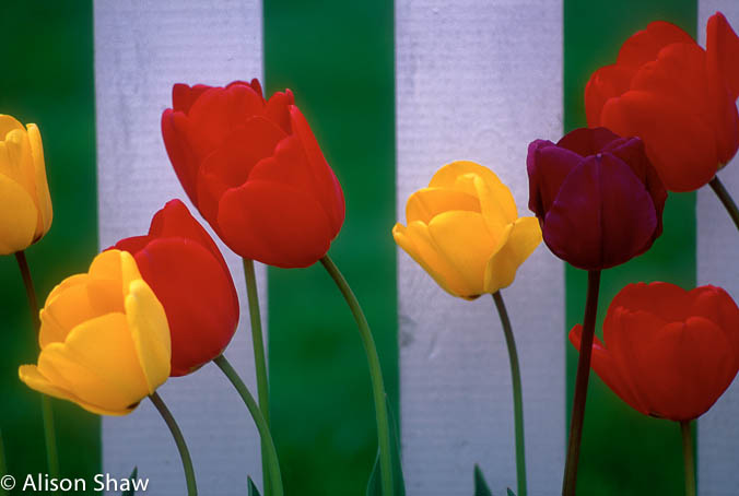 Tulips3