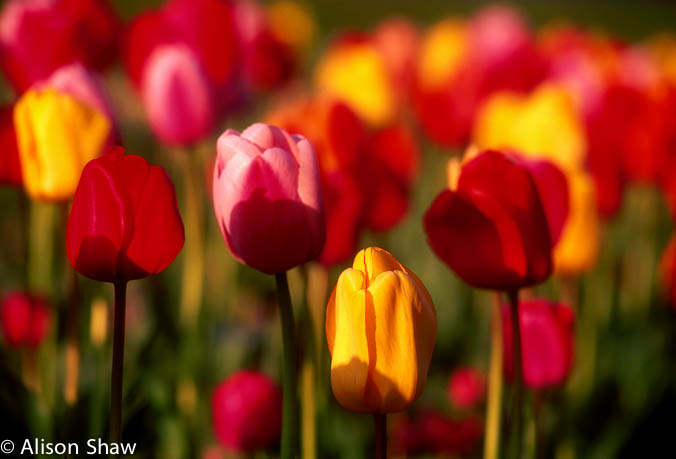 Tulips8