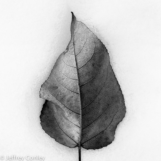 jeffrey_conley_aspen_leaf_in_snow