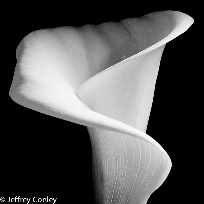 jeffrey_conley_calla_lily