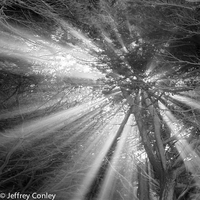 jeffrey_conley_cypress_and_light