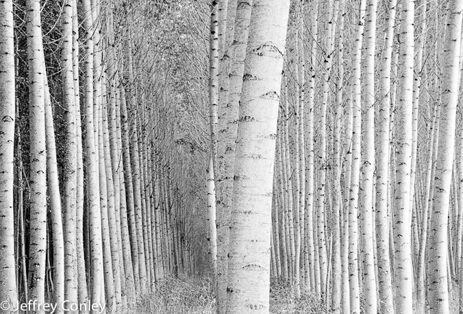 jeffrey_conley_leaning_poplars