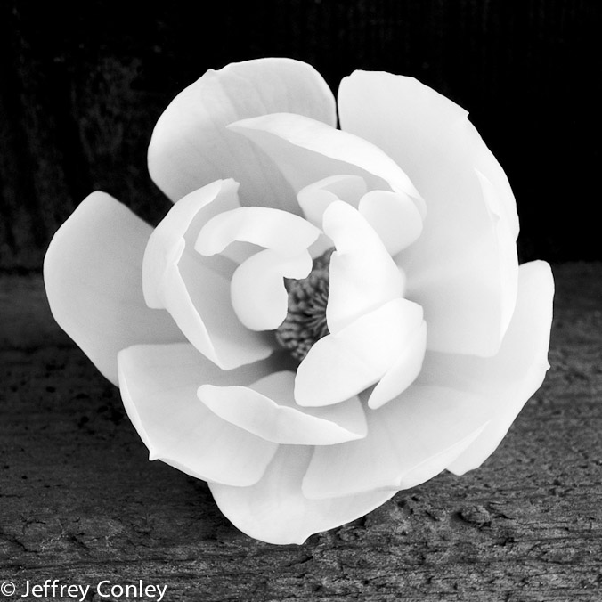 jeffrey_conley_magnolia