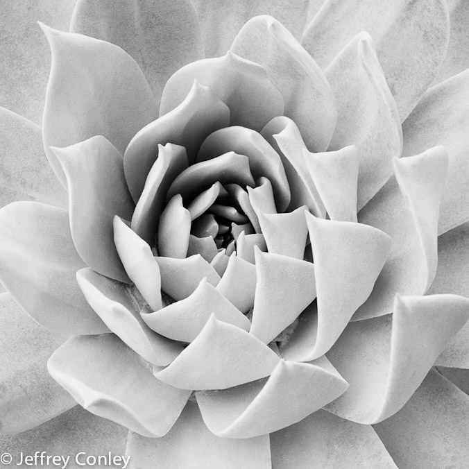 jeffrey_conley_succulent