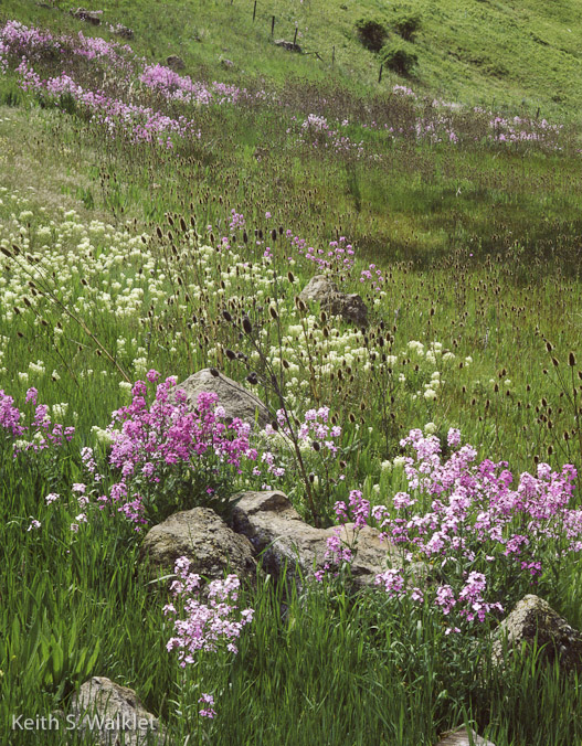 keith_walklet_31-1KPIX_wildflowers