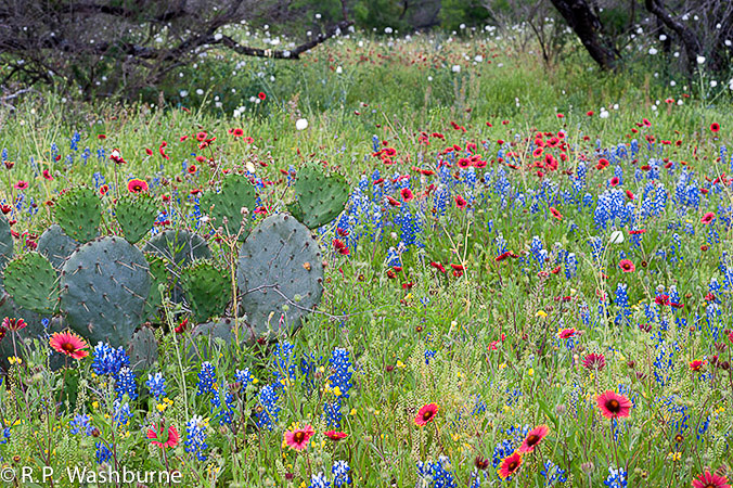 Washburne_04_Cacti_Wildflowers