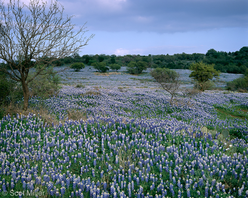 1155scotmiller_bluebonnets