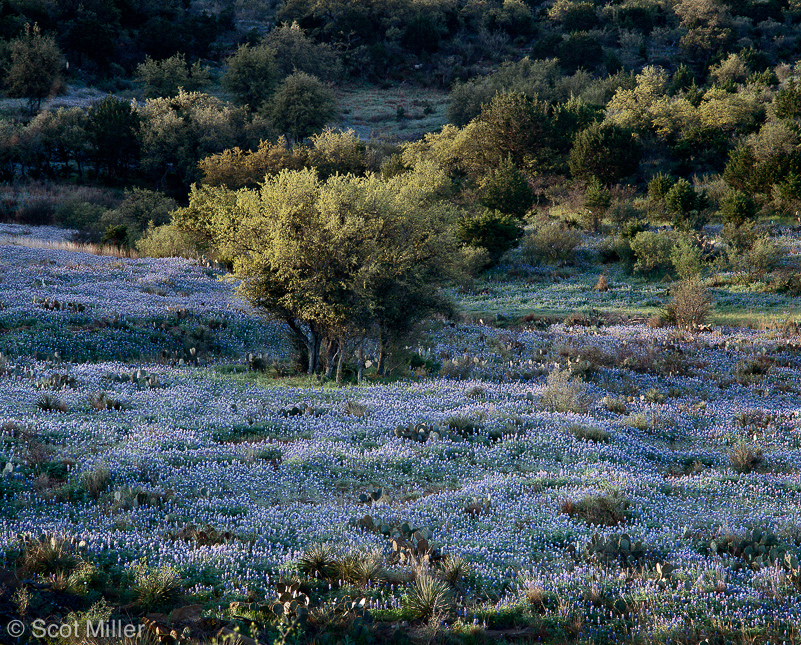 1156scotmiller_bluebonnets