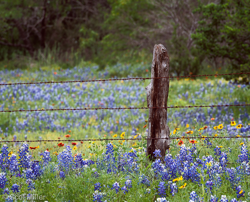 1364scotmiller_bluebonnets