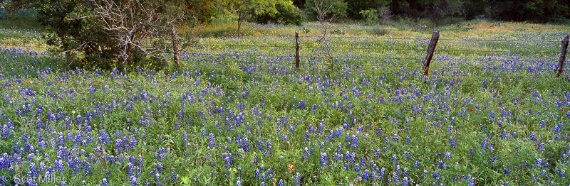 1366scotmiller_bluebonnets