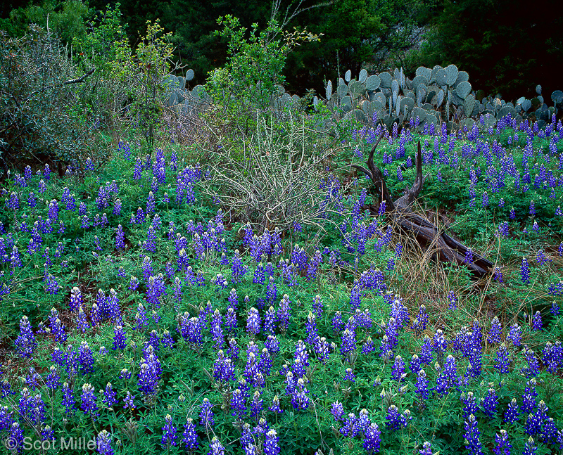 169scotmiller_bluebonnets