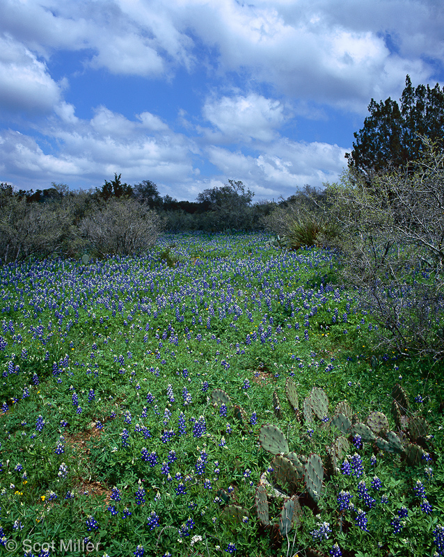 362scotmiller_bluebonnets