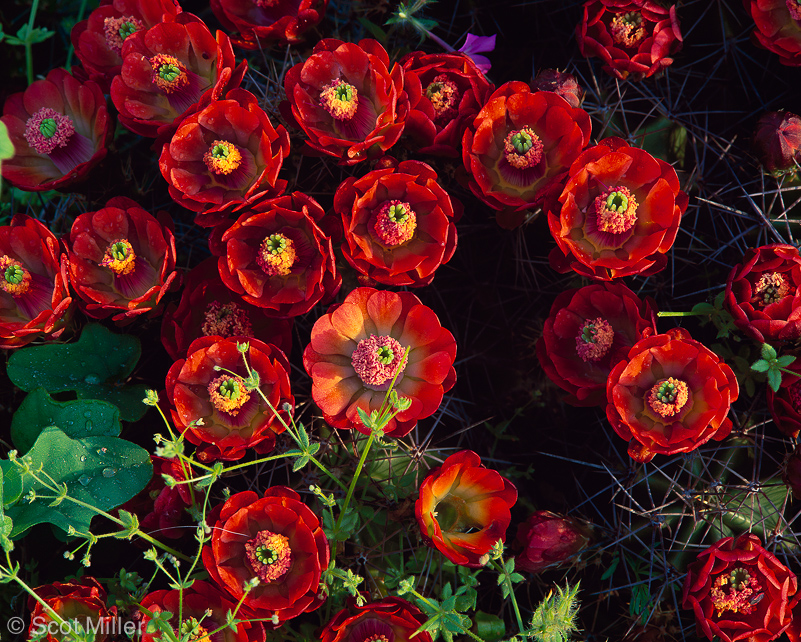 367scotmiller_red_flowers