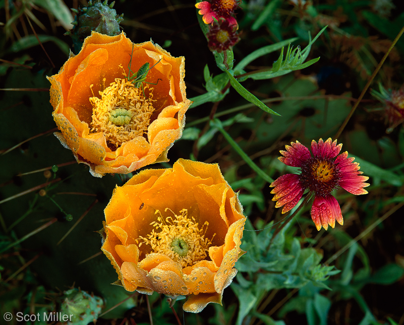 389scotmiller_yellow_flowers