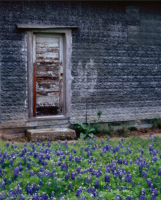 543scotmiller_bluebonnets