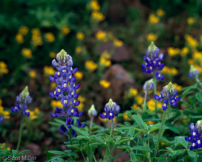 823scotmiller_bluebonnets