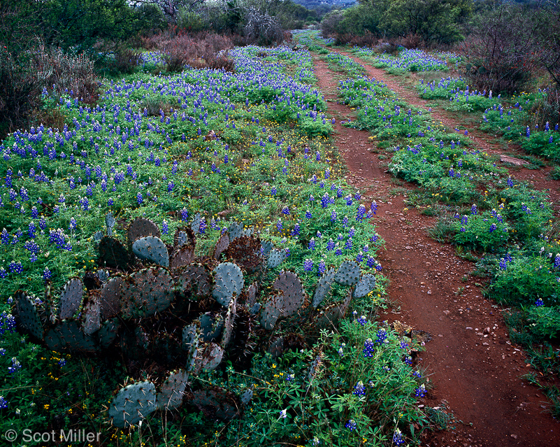 825scotmiller_bluebonnets