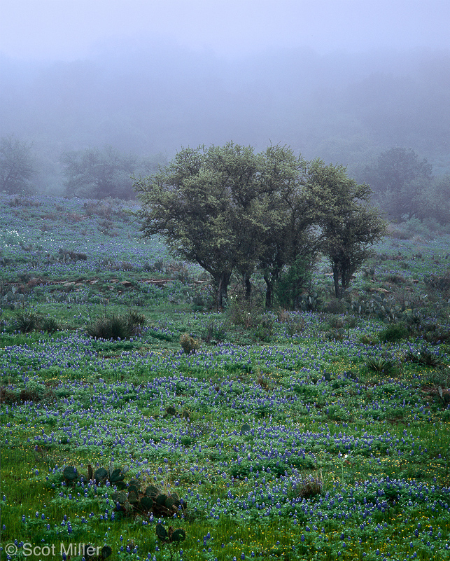 826scotmiller_bluebonnets