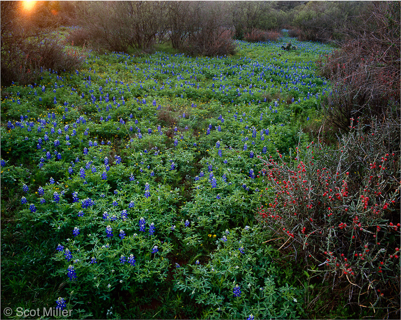 830scotmiller_bluebonnets