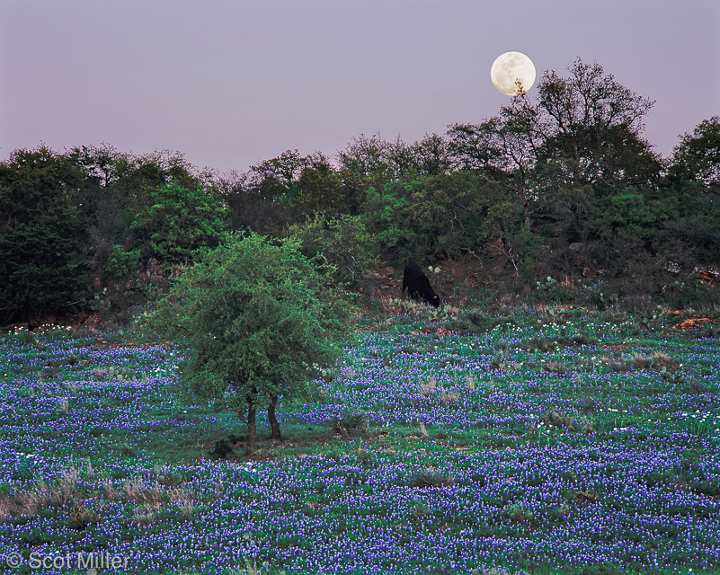 835scotmiller_bluebonnets