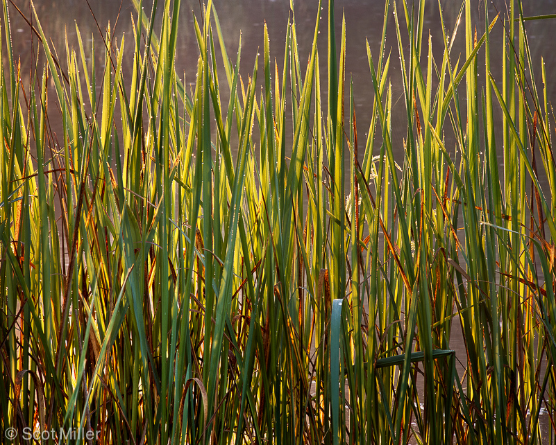 1368ScotMiller_gtf_backlit_grasses