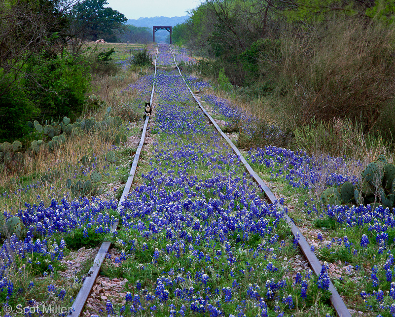 1423ScotMiller_bluebonnets_cat