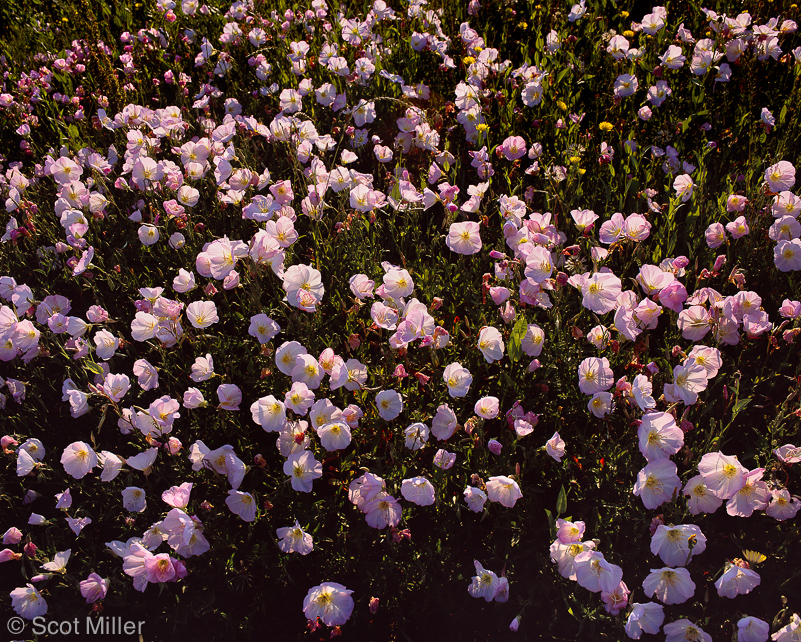 1426ScotMiller_wetland_pink_primrose