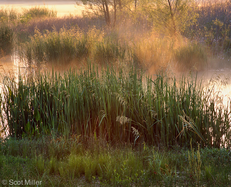 1428ScotMiller_grasses_steam