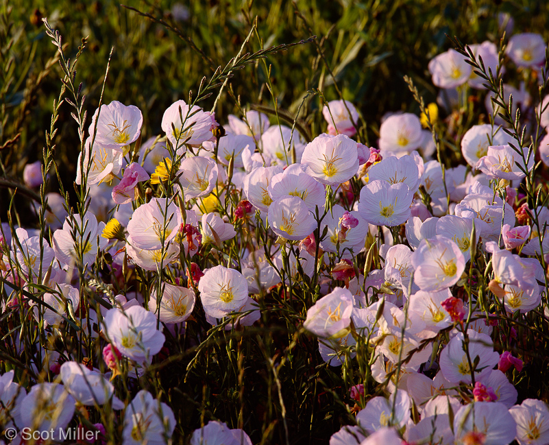 1429ScotMiller_wetland_pink_primrose