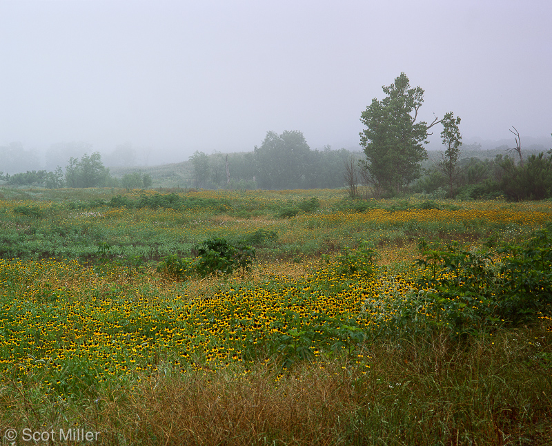 1435ScotMiller_wetland_flwrs_fog